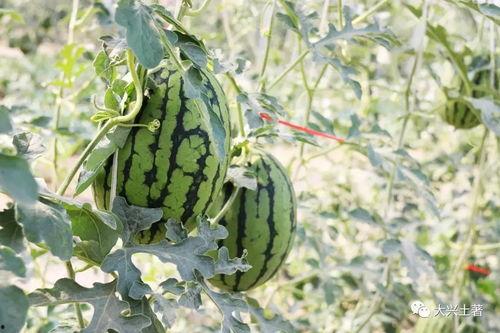 网红吃瓜大集合图片,一场视觉盛宴的狂欢时刻 第3张 网红吃瓜大集合图片,一场视觉盛宴的狂欢时刻 第3张