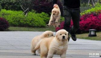 黄狗水池爆料视频播放,揭秘惊人真相  第2张